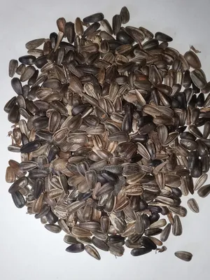 Sun Flower Seeds