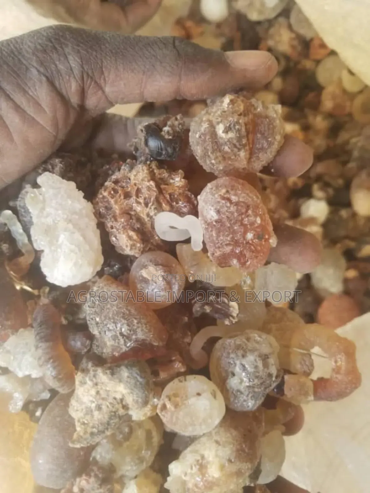 Gum Arabic