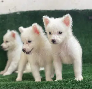 1-3 months Female Purebred American Eskimo