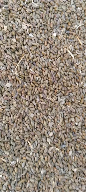 Cassia Torra Seeds