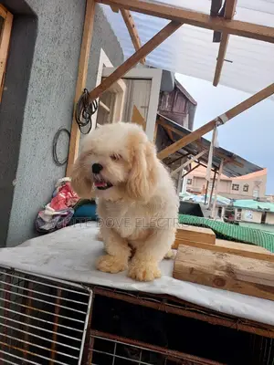 6-12 months Male Purebred Lhasa Apso