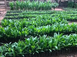 Oil Palm Seedlings Are Available for Sale