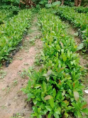 Cashew And Cocoa Seedlings Are Available