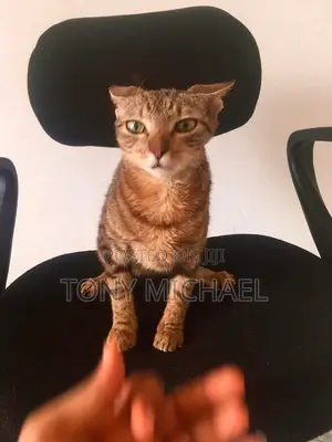 Photo - 6-12 months Female Purebred Persian