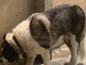 Photo - 1+ year Female Purebred Caucasian Shepherd