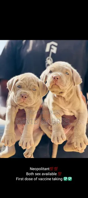 Photo - 1-3 months Male Purebred Rottweiler