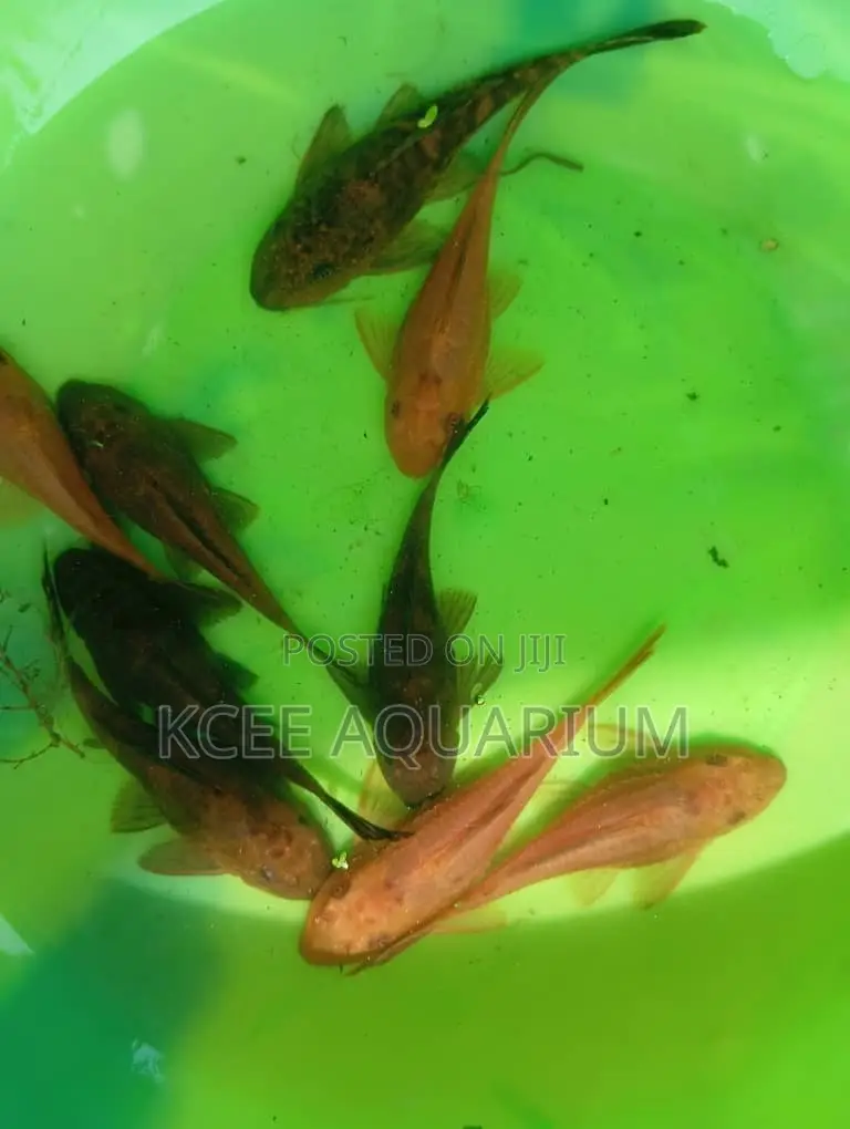 Pleco (Cleaner)