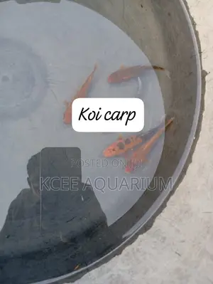 Pleco (Cleaner)