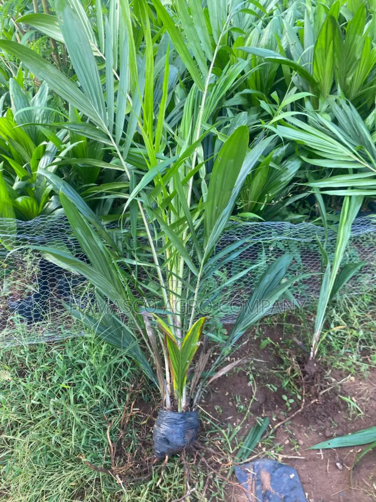 Improved Varieties(Oil Palm Seedlings)