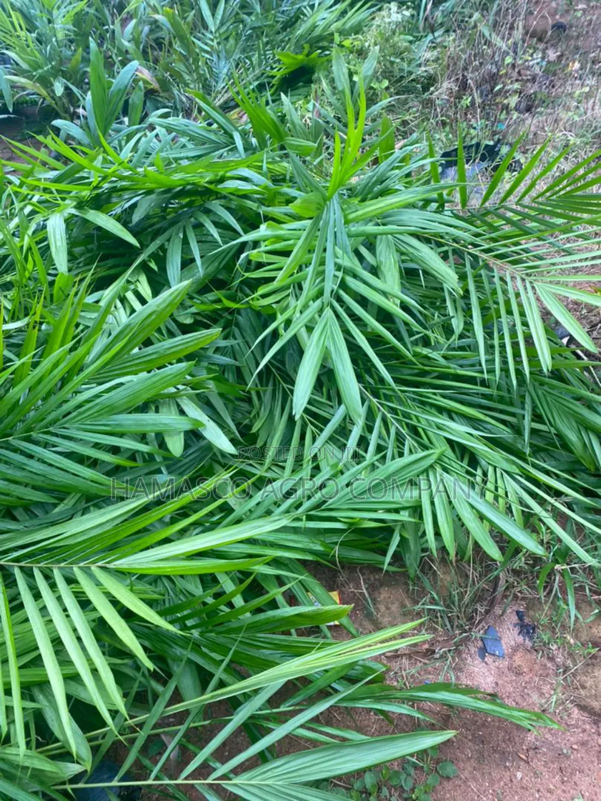 Improved Varieties(Oil Palm Seedlings)