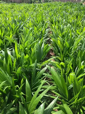 Improved Varieties(Oil Palm Seedlings)