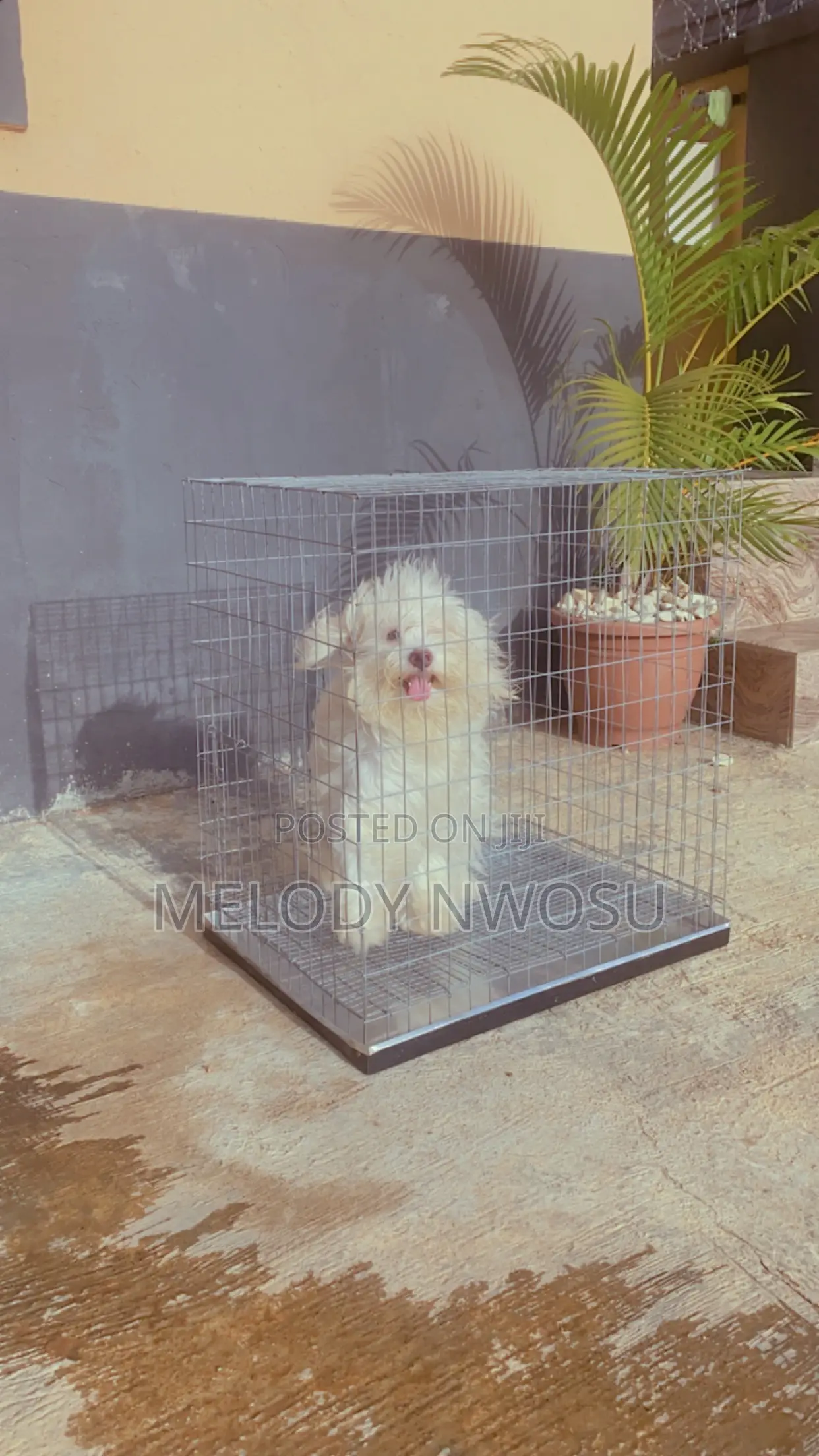 Dog Cages Available for Sale