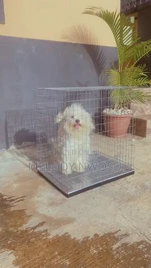 Dog Cages Available for Sale