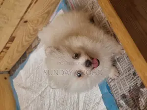 Photo - 1-3 months Female Purebred Pomeranian