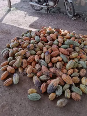 Cocoa Pod (From Crin) Hybrid
