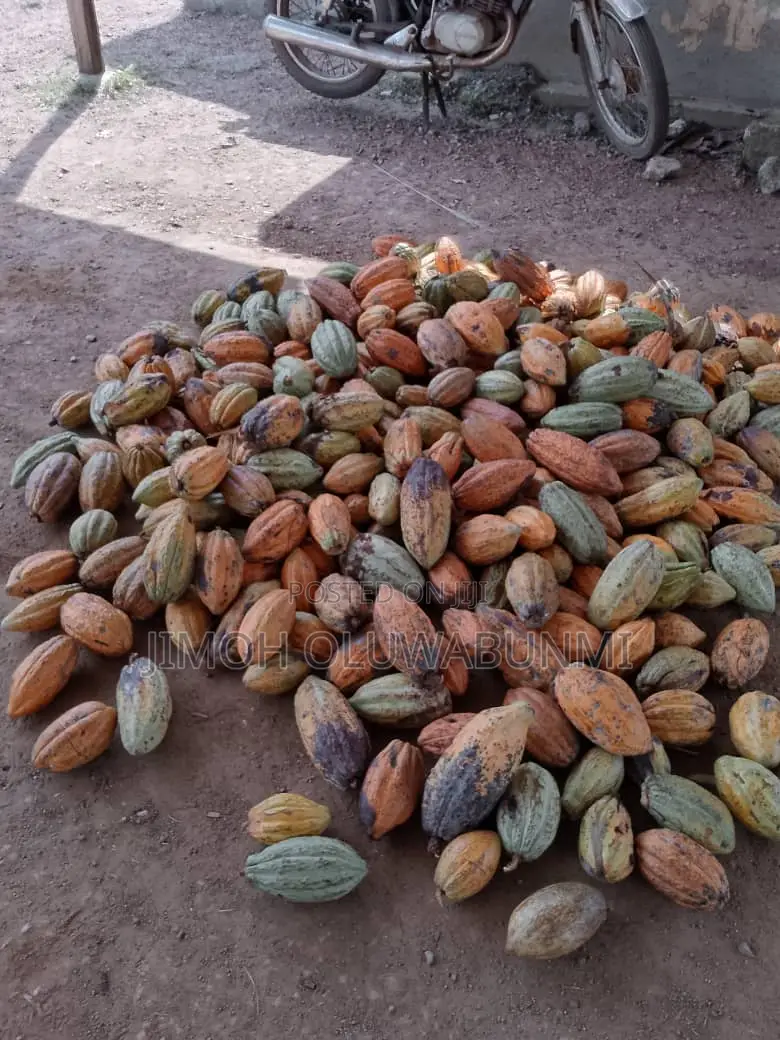 Cocoa Pod (From Crin) Hybrid