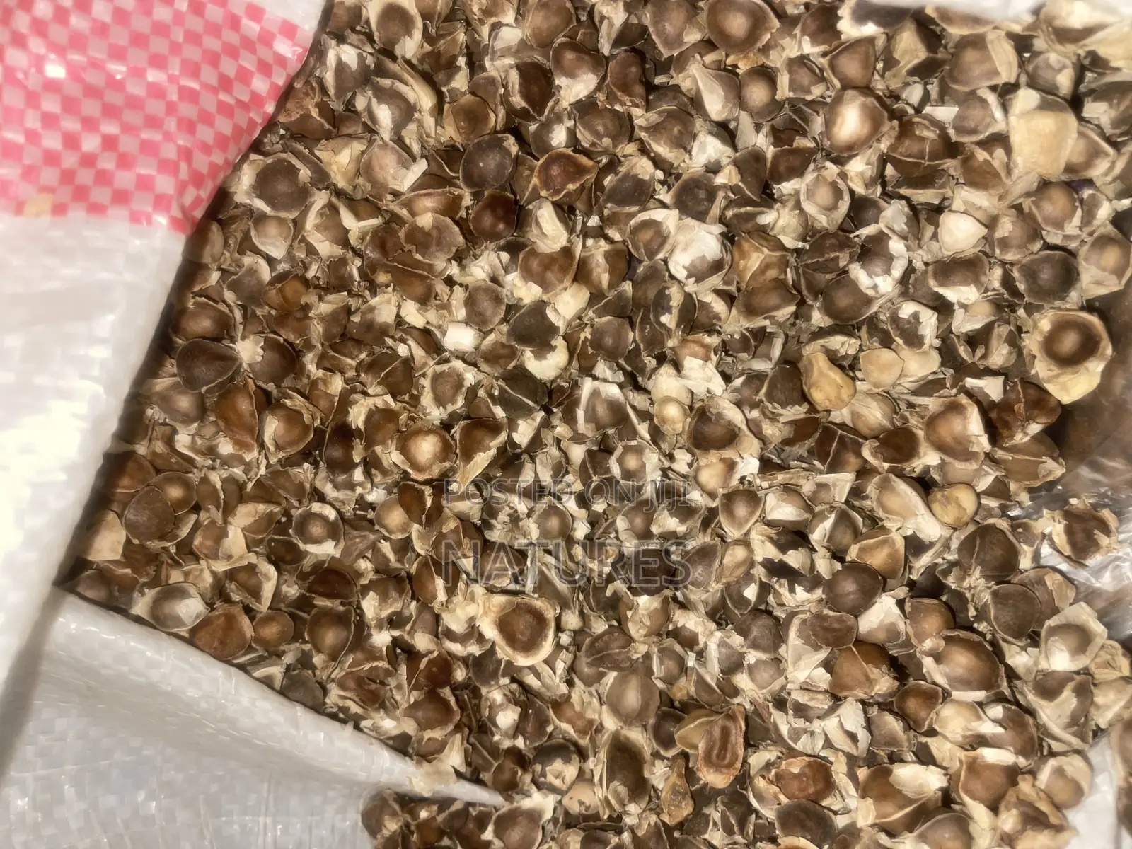 Moringa Seeds