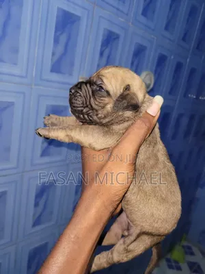 Photo - 1-3 months Male Purebred Boerboel