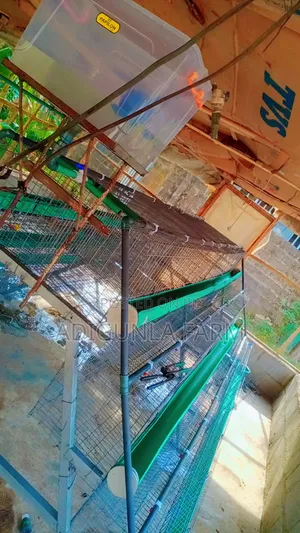 Battery  Cage