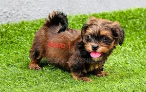 1-3 months Female Purebred Lhasa Apso