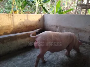 Pigs for Sale