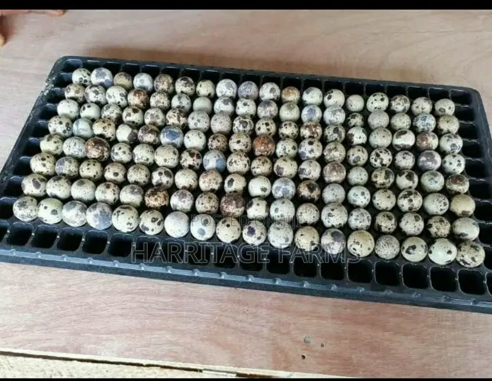 Quail Eggs