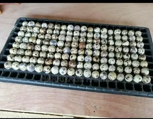 Quail Eggs