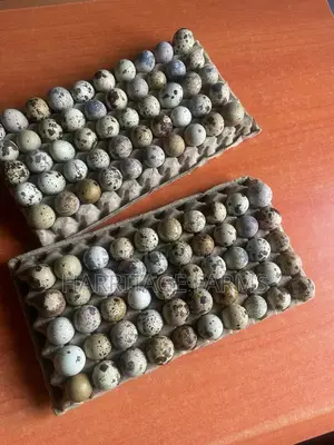 Quail Eggs
