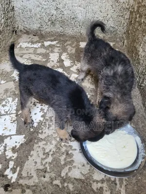 1-3 months Female Mixed Breed Caucasian Shepherd
