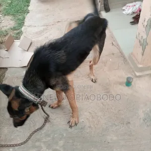 Photo - 1+ year Female Purebred German Shepherd