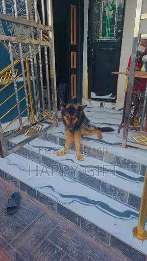 Photo - 1+ year Male Purebred German Shepherd