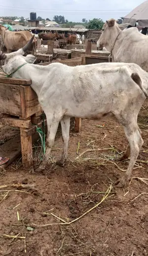 Photo - Cattles for Sale