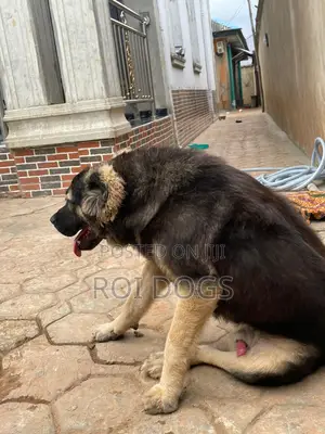 Photo - 1+ year Male Purebred Caucasian Shepherd