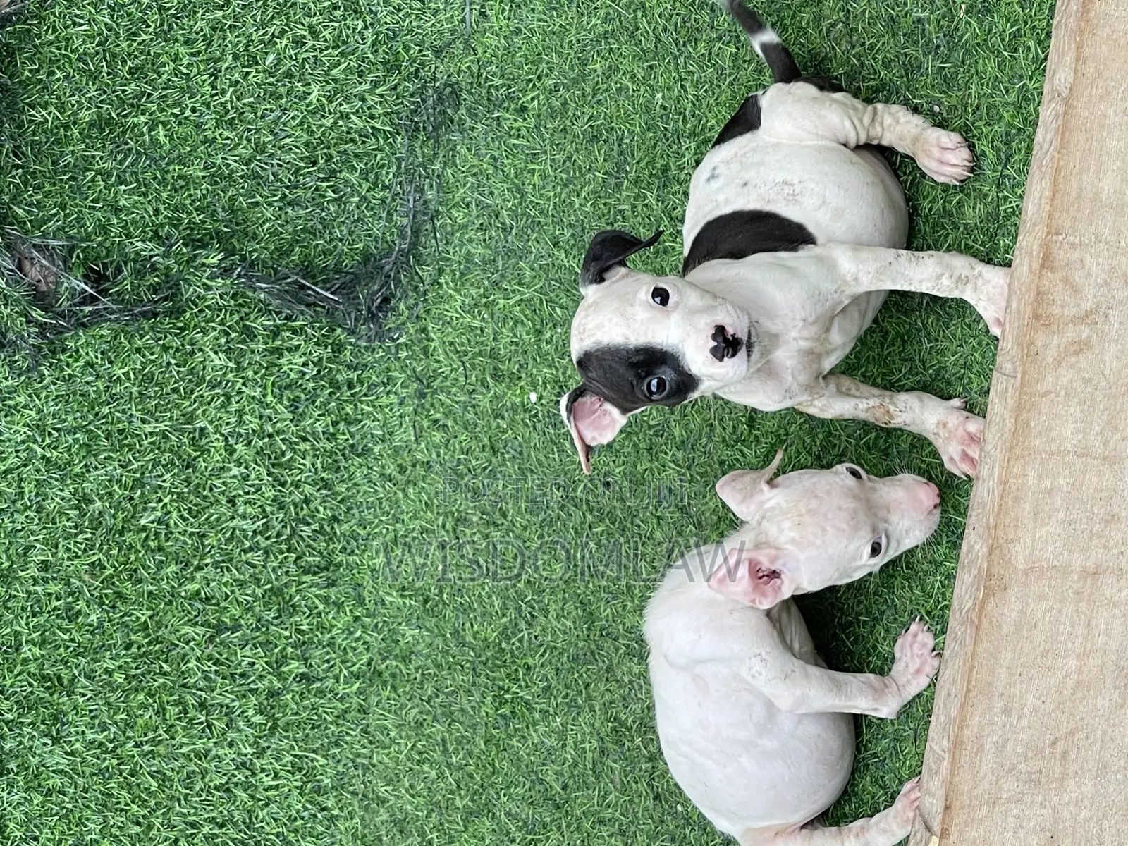 1-3 months Female Purebred American Pit Bull Terrier