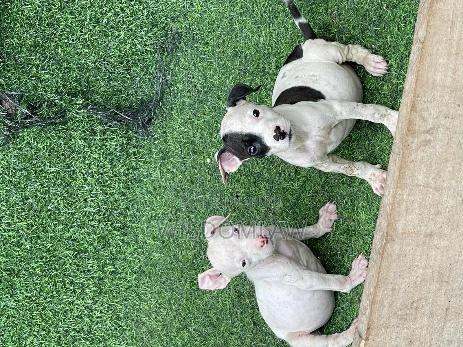 1-3 months Female Purebred American Pit Bull Terrier