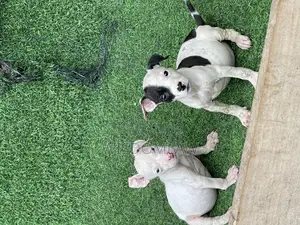 1-3 months Female Purebred American Pit Bull Terrier