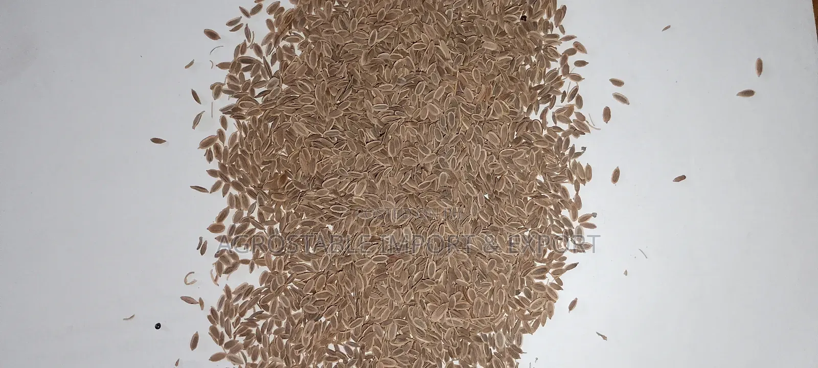 Parsley Seeds