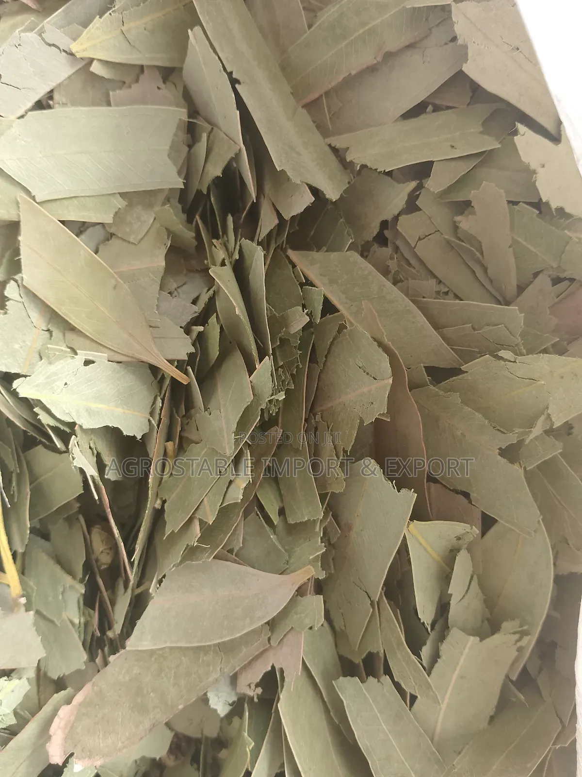 Eucalyptus Leaves and Powder
