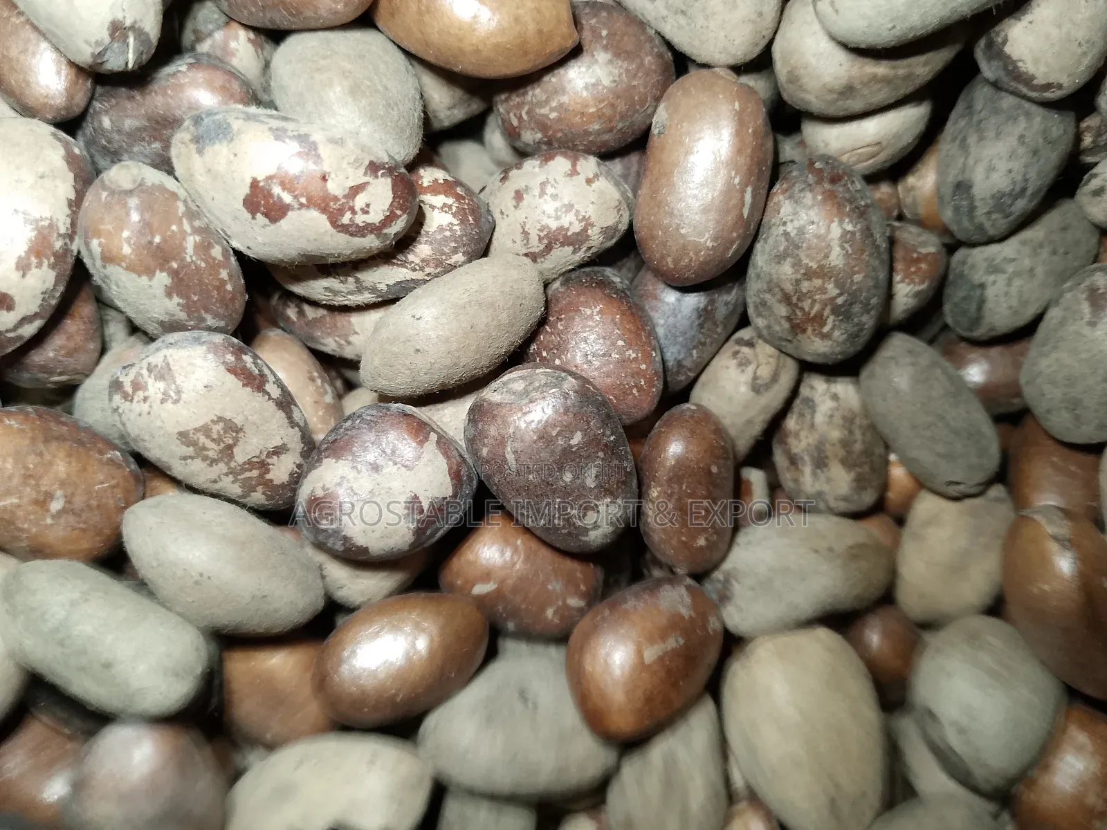 African Nutmeg
