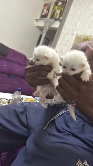 1-3 months Female Purebred Persian
