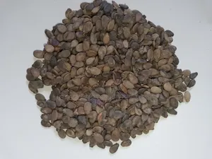 Organic Water Melon Seeds