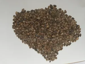 Organic Water Melon Seeds