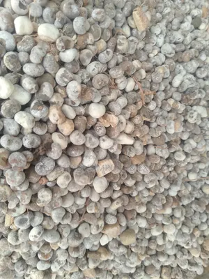 Baobab Fruit Seeds