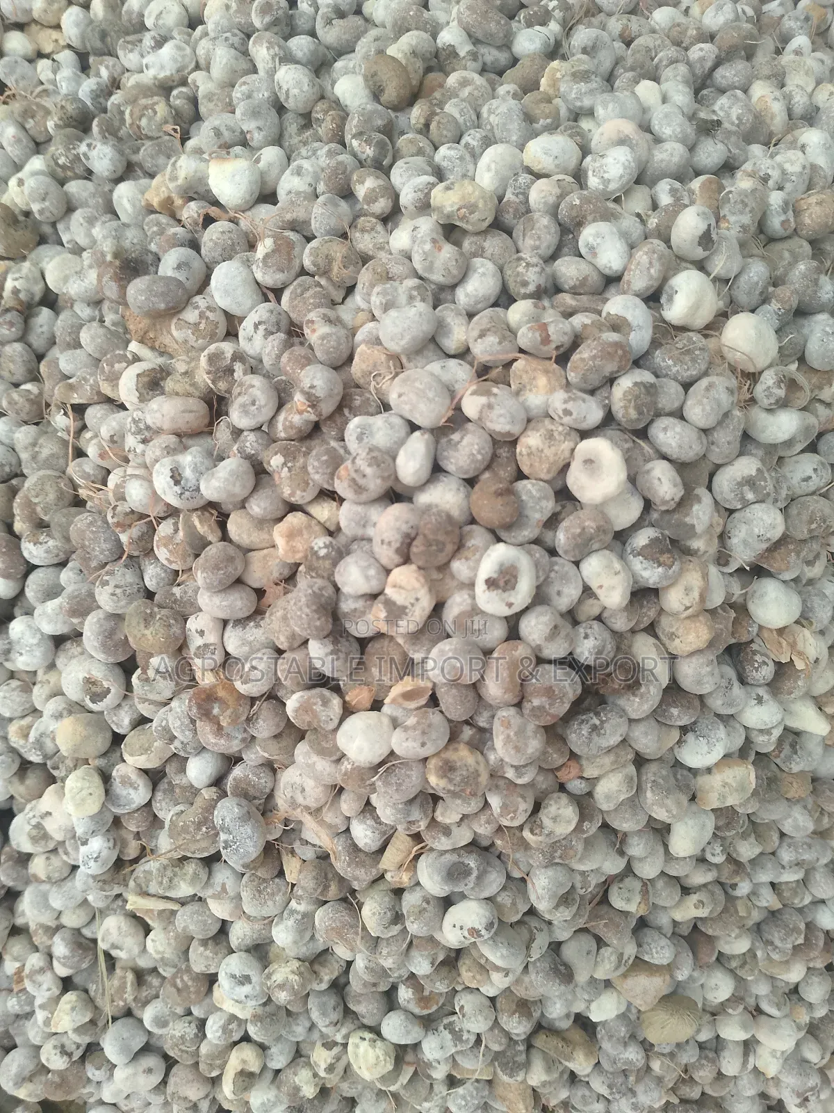 Baobab Fruit Seeds