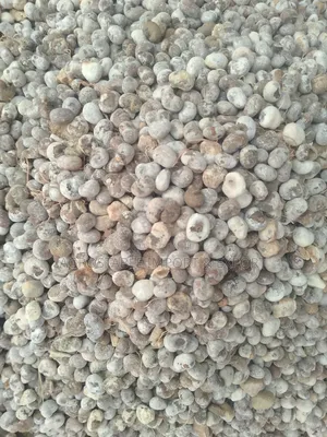 Baobab Fruit Seeds
