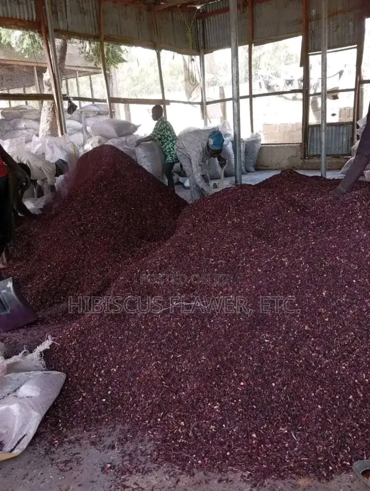 Shiffting Hibiscus Zobo
