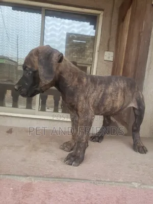 Photo - 1-3 months Female Purebred Boerboel