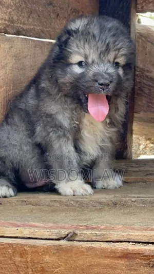 1-3 months Female Purebred Caucasian Shepherd