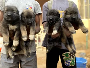1-3 months Female Purebred Caucasian Shepherd
