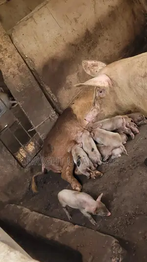 Pigs For Sale